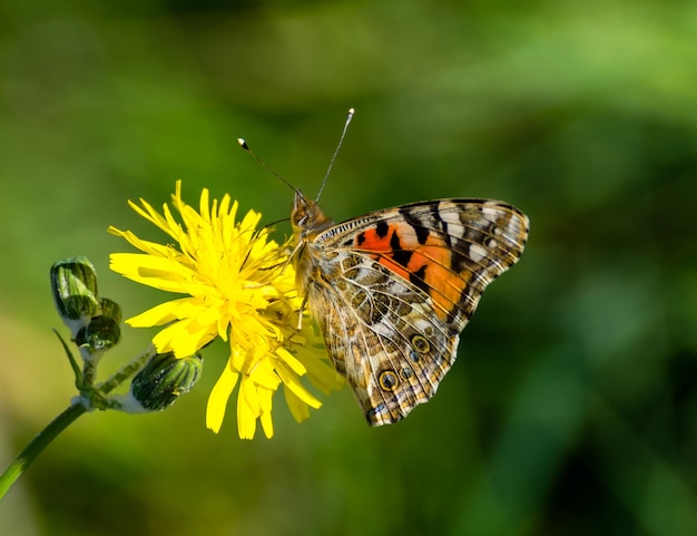 Close-up van een vlinder die op een gele paardenbloem bestuift