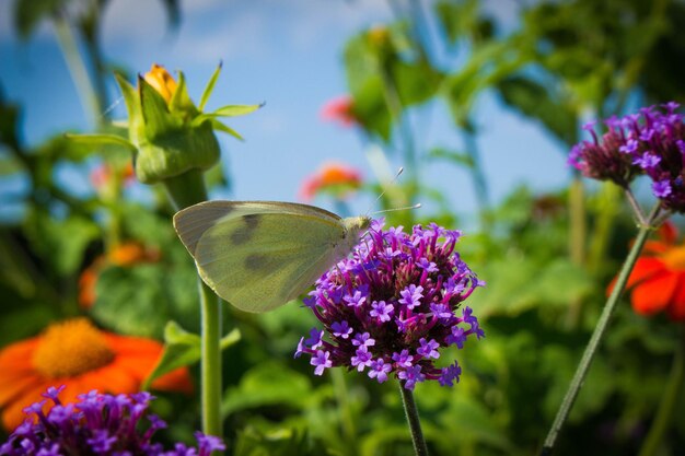 Foto close-up van een vlinder die op een paarse bloem bestuift