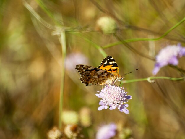 Foto close-up van een vlinder die op een paarse bloem bestuift