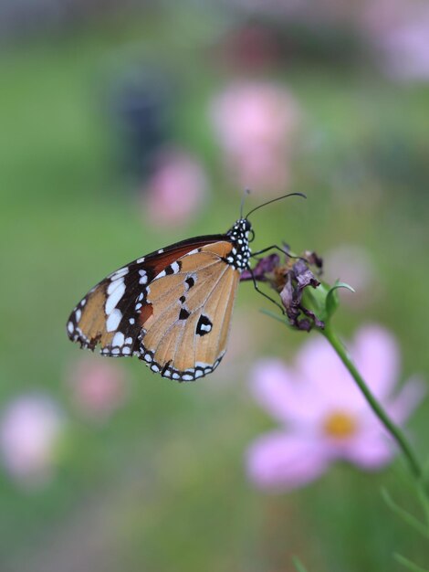 Foto close-up van een vlinder die op een paarse bloem bestuift