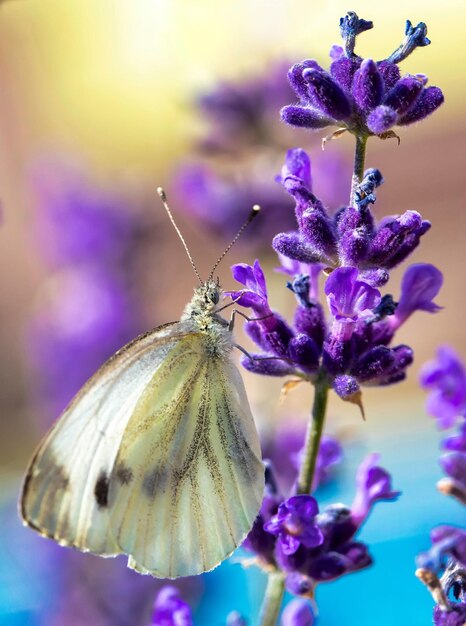 Foto close-up van een vlinder die op een paarse bloem bestuift