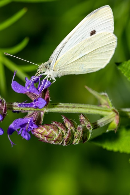 Foto close-up van een vlinder die op een paarse bloem bestuift