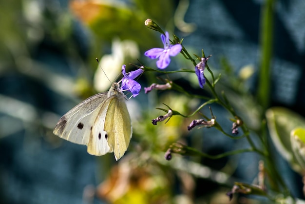 Close-up van een vlinder die op een paarse bloem bestuift