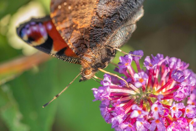 Foto close-up van een vlinder die op een paarse bloem bestuift