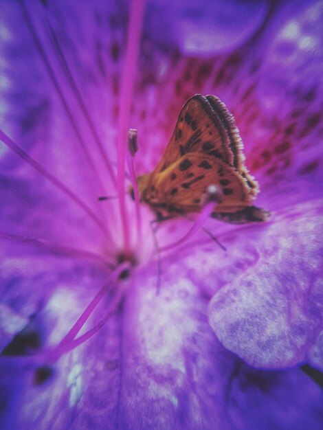 Foto close-up van een vlinder die op een paarse bloem bestuift
