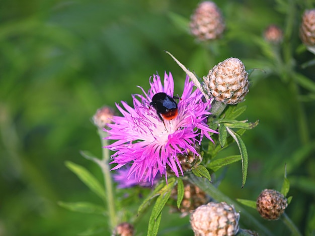 Foto close-up van een vlinder die op een paarse bloem bestuift