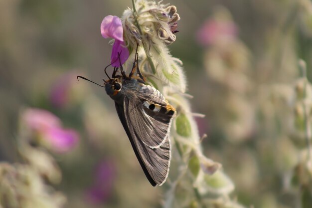 Close-up van een vlinder die op een paarse bloem bestuift