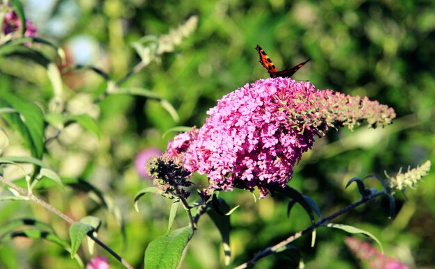 Foto close-up van een vlinder die op een paarse bloem bestuift