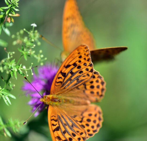 Foto close-up van een vlinder die op een paarse bloem bestuift