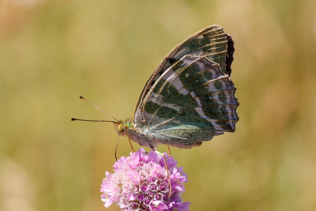 Foto close-up van een vlinder die op een paarse bloem bestuift