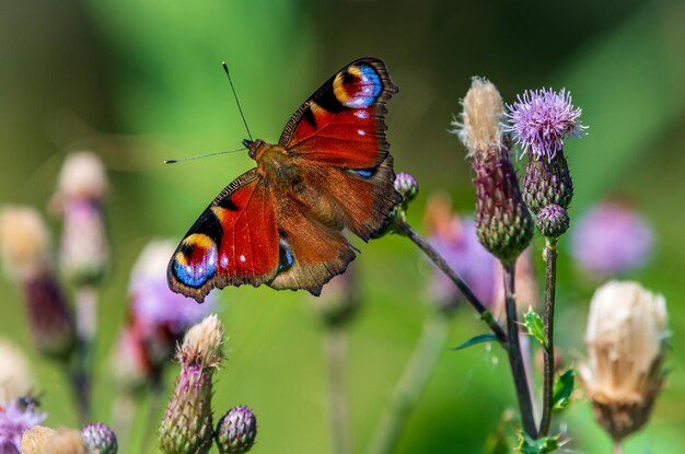 Close-up van een vlinder die op een paarse bloem bestuift