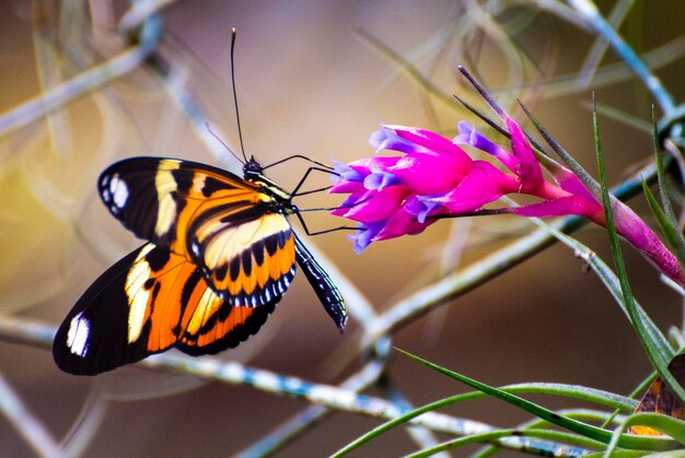 Foto close-up van een vlinder die op een paarse bloem bestuift