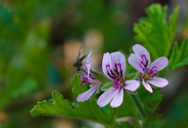 Close-up van een vlinder die op een paarse bloem bestuift