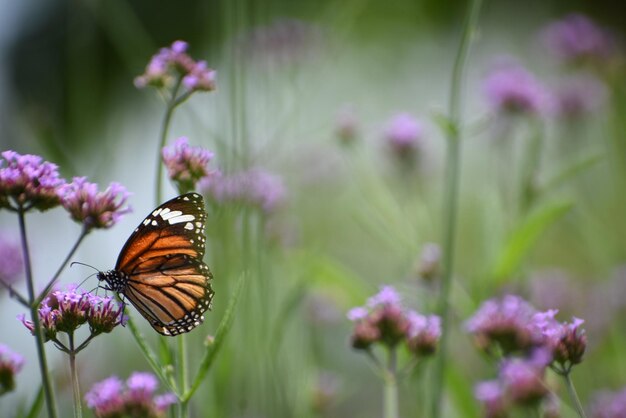 Foto close-up van een vlinder die op een paarse bloem bestuift