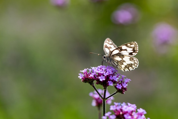 Close-up van een vlinder die op een paarse bloem bestuift