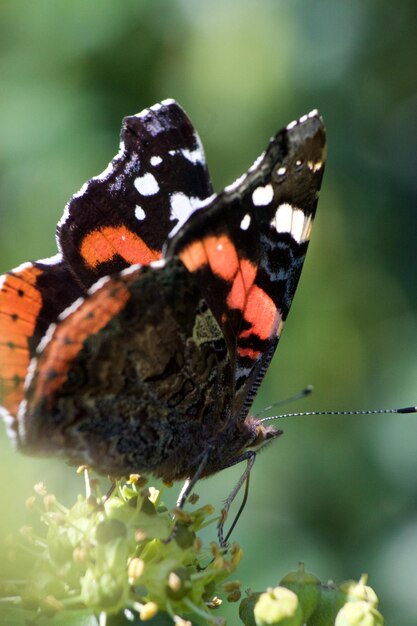 Foto close-up van een vlinder die op een plant zit