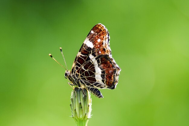 Foto close-up van een vlinder die op een plant zit