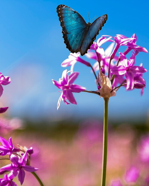 Foto close-up van een vlinder die op een roze bloem bestuift