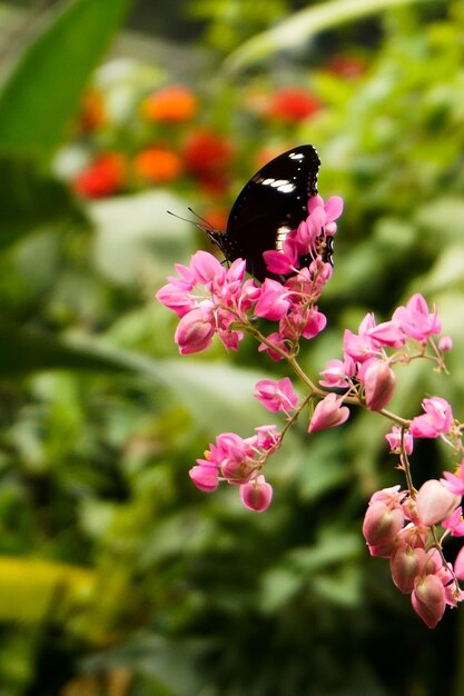 Close-up van een vlinder die op een roze bloem bestuift