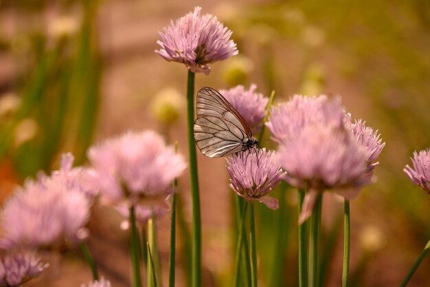 Foto close-up van een vlinder die op een roze bloem bestuift