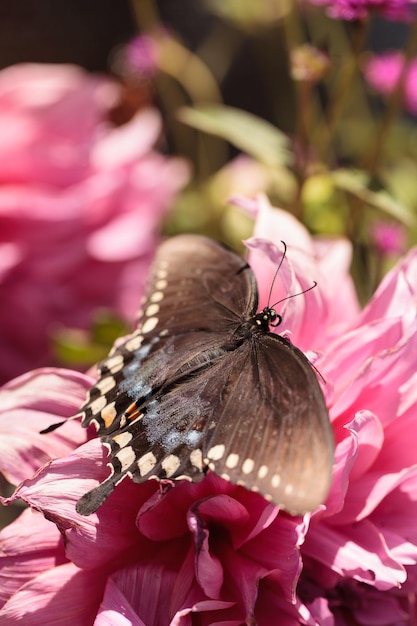 Foto close-up van een vlinder die op een roze bloem bestuift