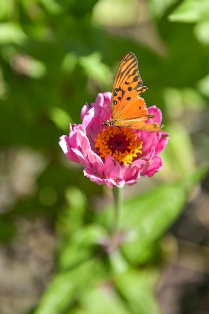 Foto close-up van een vlinder die op een roze bloem bestuift