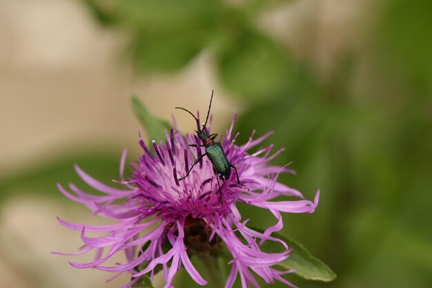 Foto close-up van een vlinder die op een roze bloem bestuift