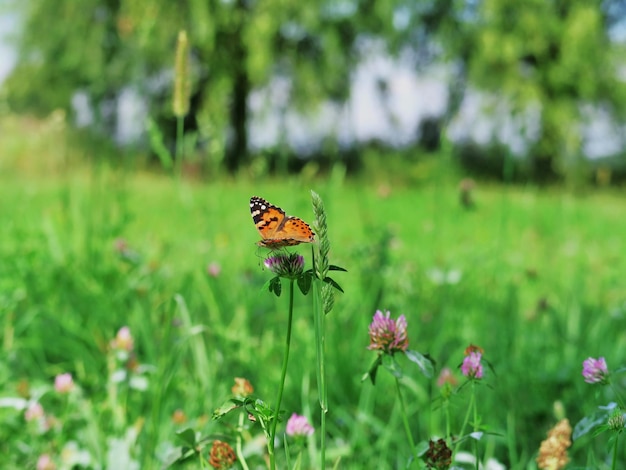 Close-up van een vlinder die op een roze bloem in een park bestuift