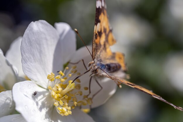 Foto close-up van een vlinder die op een witte bloem bestuift