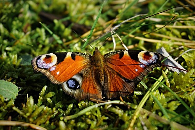 Foto close-up van een vlinder die op het gras zit