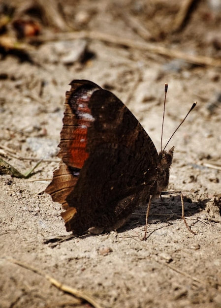 Foto close-up van een vlinder die op het land zit