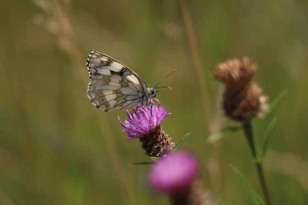 Close-up van een vlinder die op roze distel bestuift