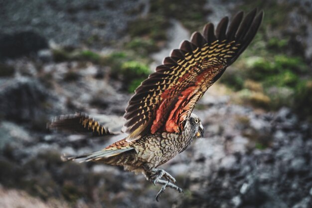 Foto close-up van een vlinder die vliegt