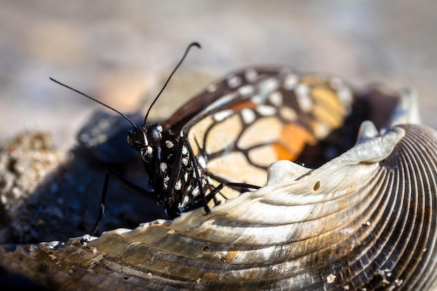 Foto close-up van een vlinder in een schelp