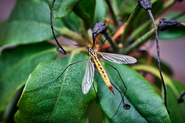 Close-up van een vlinder op bladeren