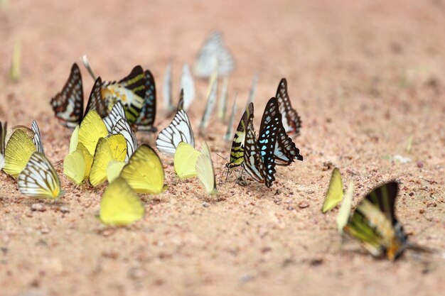 Foto close-up van een vlinder op de grond