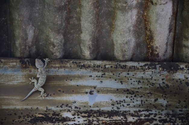 Foto close-up van een vlinder op de muur