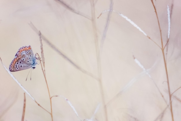 Foto close-up van een vlinder op de stengel