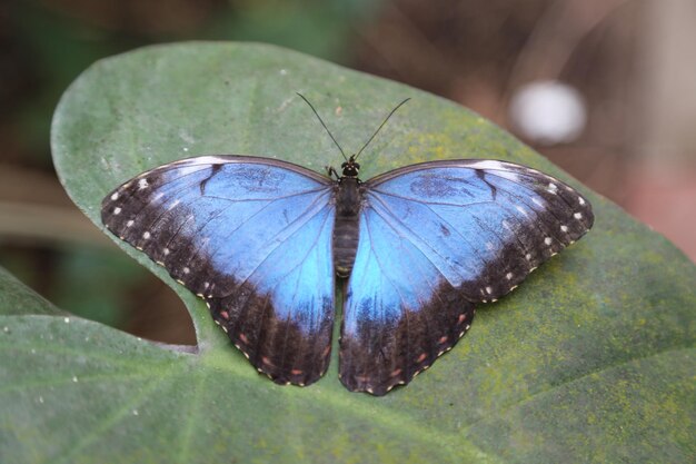 Foto close-up van een vlinder op een blad