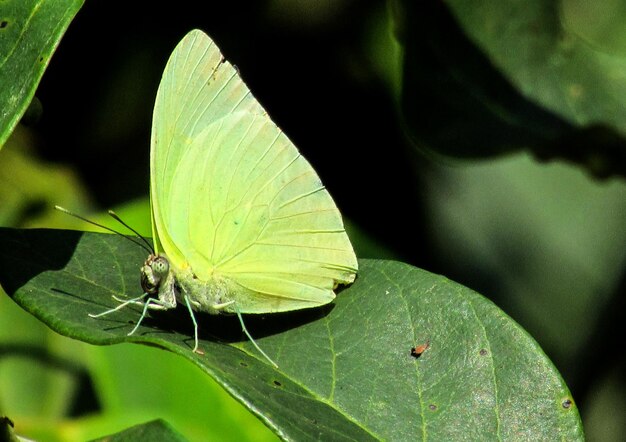 Foto close-up van een vlinder op een blad