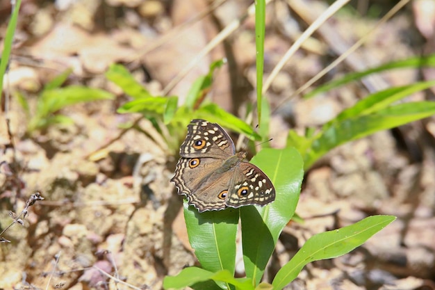 Foto close-up van een vlinder op een blad