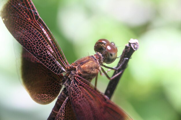 Foto close-up van een vlinder op een blad