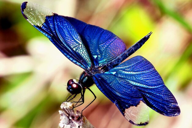 Foto close-up van een vlinder op een blad