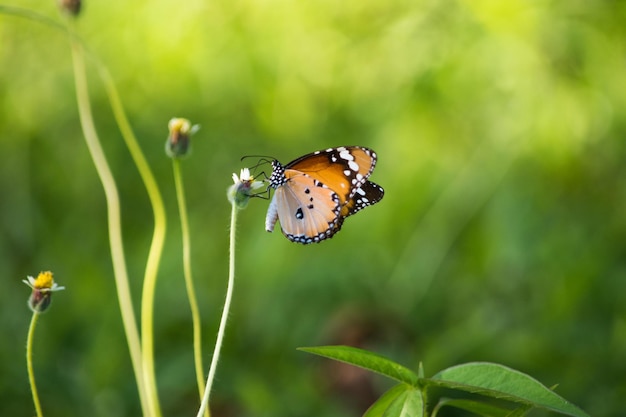 Close-up van een vlinder op een blad