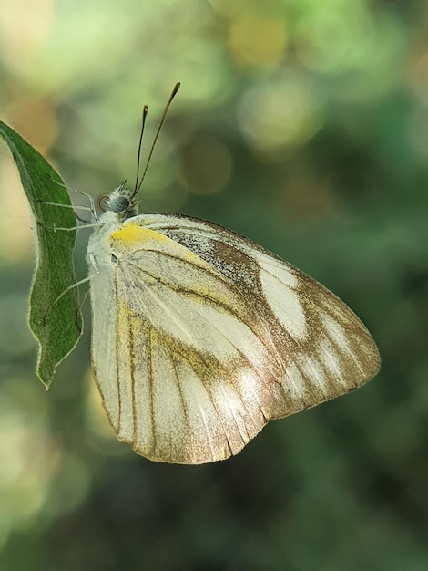 Foto close-up van een vlinder op een blad