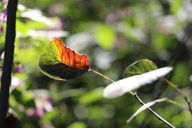 Foto close-up van een vlinder op een blad