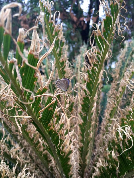 Foto close-up van een vlinder op een blad