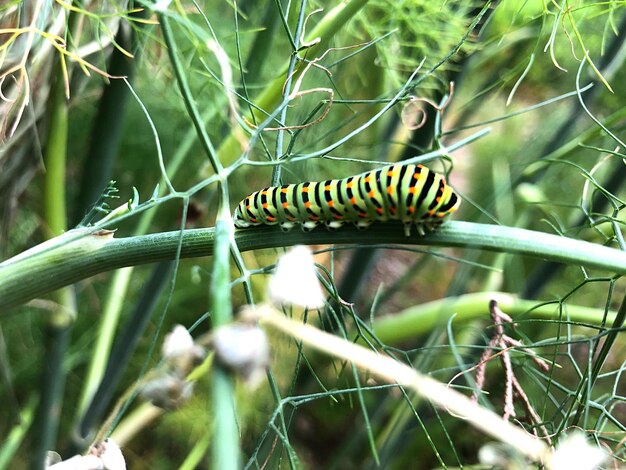 Foto close-up van een vlinder op een blad