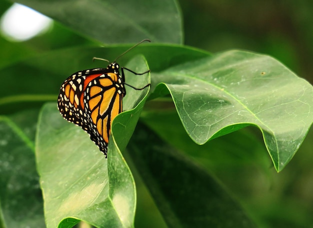 Foto close-up van een vlinder op een blad