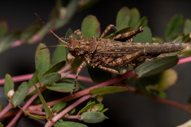 Foto close-up van een vlinder op een blad